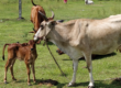 Dvara E-Dairy Cattle Image 1