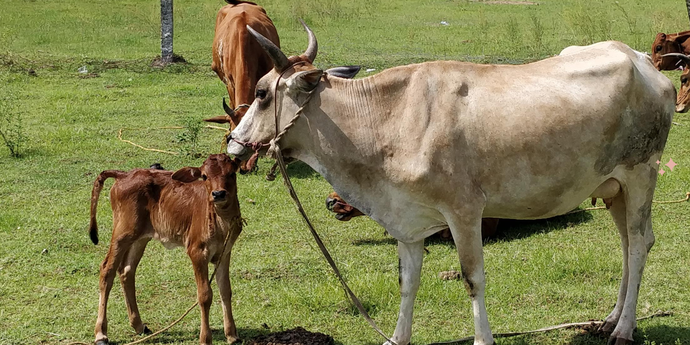 Dvara E-Dairy Cattle Image 1