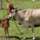 Dvara E-Dairy Cattle Image 1