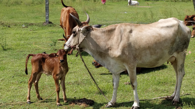 Dvara E-Dairy Cattle Image 1