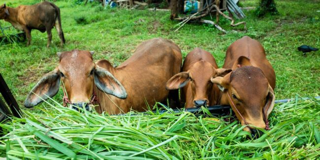 Dairy Cattle Insurance